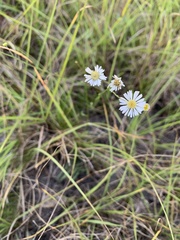 Erigeron vernus