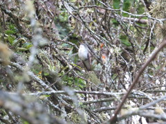 Elliotomyia chionogaster