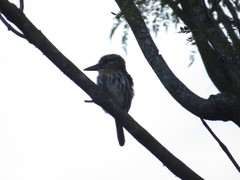 Nystalus maculatus