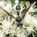 Fraternal Potter Wasp - Photo (c) Zachary Dankowicz, some rights reserved (CC BY-NC), uploaded by Zachary Dankowicz