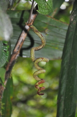 Anthurium wendlingeri image