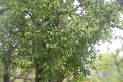 Loranthus europaeus