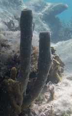 Callyspongia aculeata