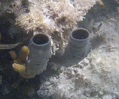 Callyspongia aculeata