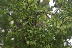 Loranthus europaeus