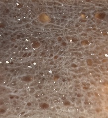 Callyspongia aculeata