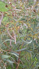 Acacia pycnantha