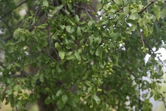 Loranthus europaeus