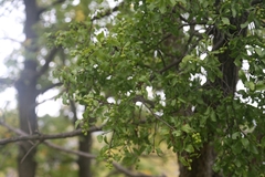 Loranthus europaeus