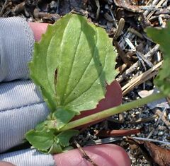 Erythranthe tilingii