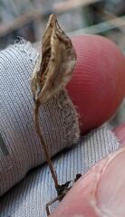 Erythranthe tilingii