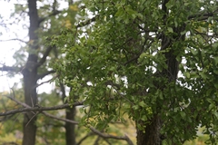 Loranthus europaeus