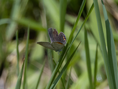 Everes lacturnus