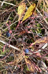 Vaccinium cespitosum