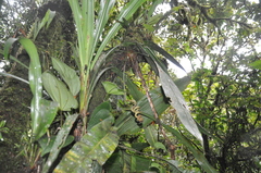 Anthurium wendlingeri