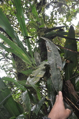 Anthurium wendlingeri