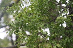Loranthus europaeus