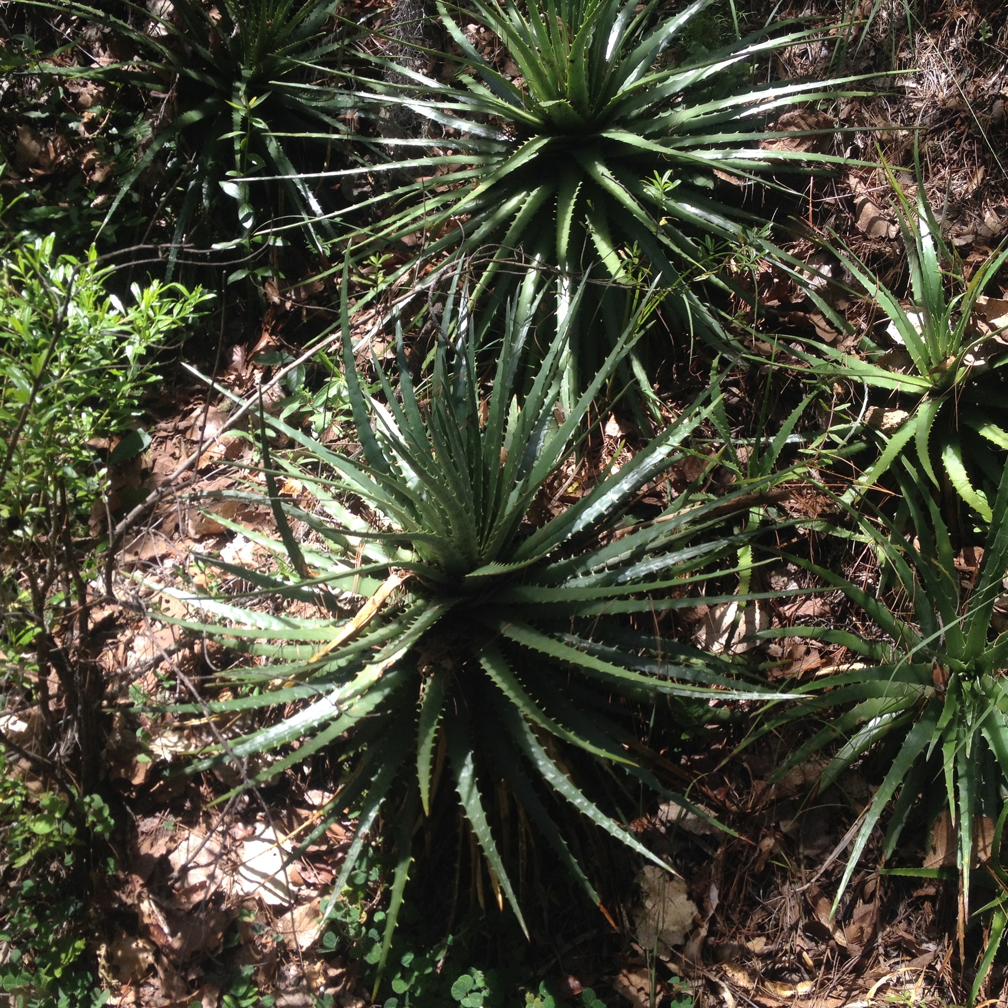 Hechtia ixtlanensis · iNaturalist