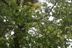 Loranthus europaeus