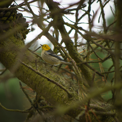 Setophaga occidentalis
