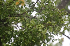 Loranthus europaeus