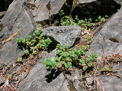Sedum divergens