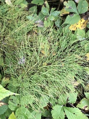 Equisetum sylvaticum