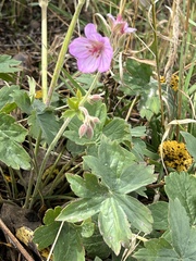 Geranium viscosissimum