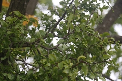 Loranthus europaeus