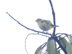 Euphonia trinitatis
