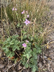 Geranium viscosissimum
