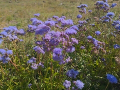 Conoclinium dissectum