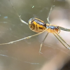 Neriene radiata