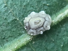Ceroplastes rusci