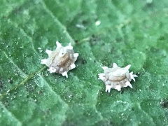Ceroplastes rusci
