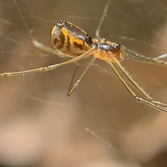 Neriene radiata