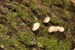 Marasmius rotula