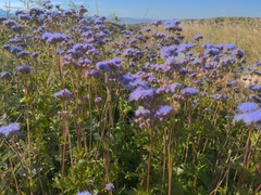 Conoclinium dissectum