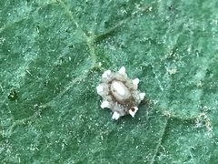 Ceroplastes rusci