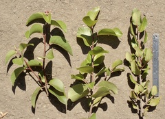 Rhus integrifolia × ovata