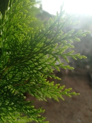 Platycladus orientalis