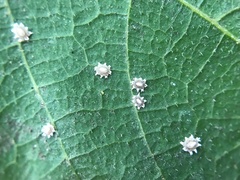 Ceroplastes rusci