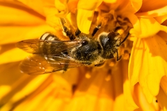 Halictus