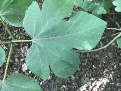 Ceroplastes rusci