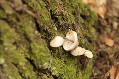 Marasmius rotula