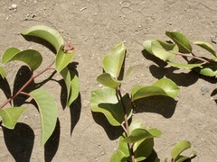 Rhus integrifolia × ovata