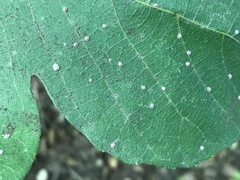 Ceroplastes rusci