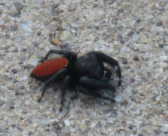 Phidippus carneus