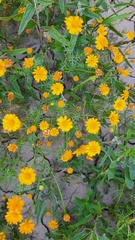 Thymophylla aurea