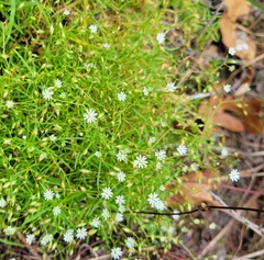 Stellaria longifolia